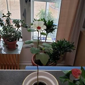 Meet your Posher, Debrah